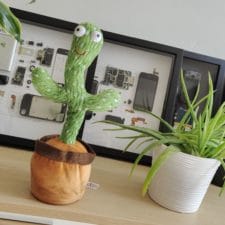 Tanzender Kaktus Produktbild