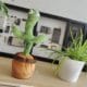 Tanzender Kaktus 🤭 ab 13,92€ – der Alleinunterhalter für Groß und Klein (Batteriebetrieben, Plüschkaktus, tanzt, leuchtet & spielt Musik)