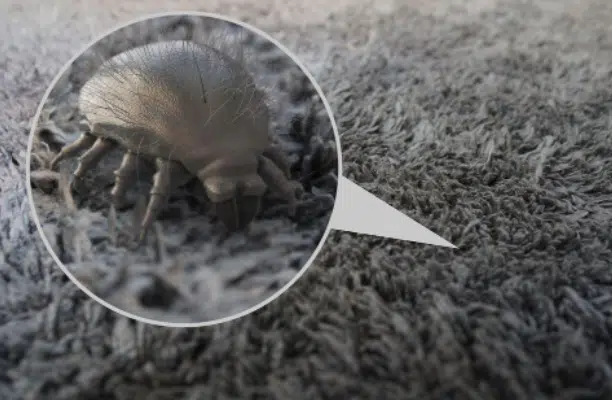 JIMMY BX7 Bild einer Hausstaubmilbe