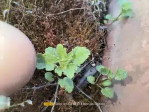 Realme GT Neo 3 Test & Review Naruto Edition Makroaufnahmen