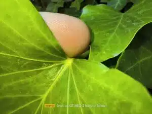 Realme GT Neo 3 Test & Review Naruto Edition Makroaufnahmen