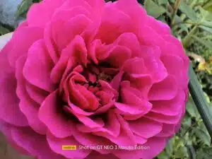 Realme GT Neo 3 Test & Review Naruto Edition Makroaufnahmen