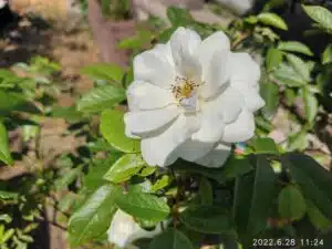 AGM Glory G1S Test & Review hauptkamera