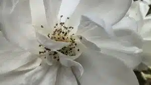 Poco X4 GT Test & Review Makrosaufnahmen