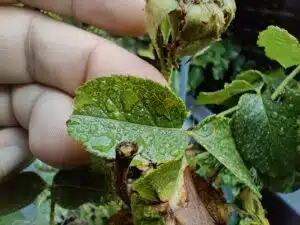 OnePlus 10T Test & Review Makrosensor