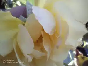 Ulefon Power Armor 14 Pro Test & Review Makrosensor