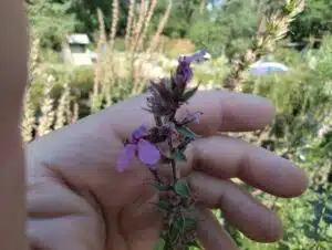 Nothing Phone (1) Test & Review Makroaufnahmen