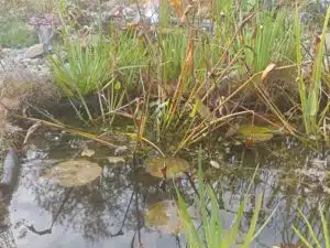 Screenshot_Xiaomi 14 Pro Kurztest Bilder Hauptkamera