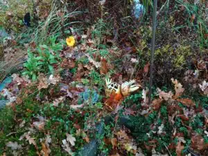 Motorola Moto G54 5G Kurztest Bilder Hauptkamera