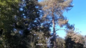 SJCAM C400 Action-Kamera Video