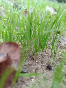 RugOne Xever 7 Pro Bilder Hauptkamera