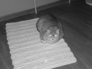 RugOne Xever 7 Pro Bilder Nachtsicht