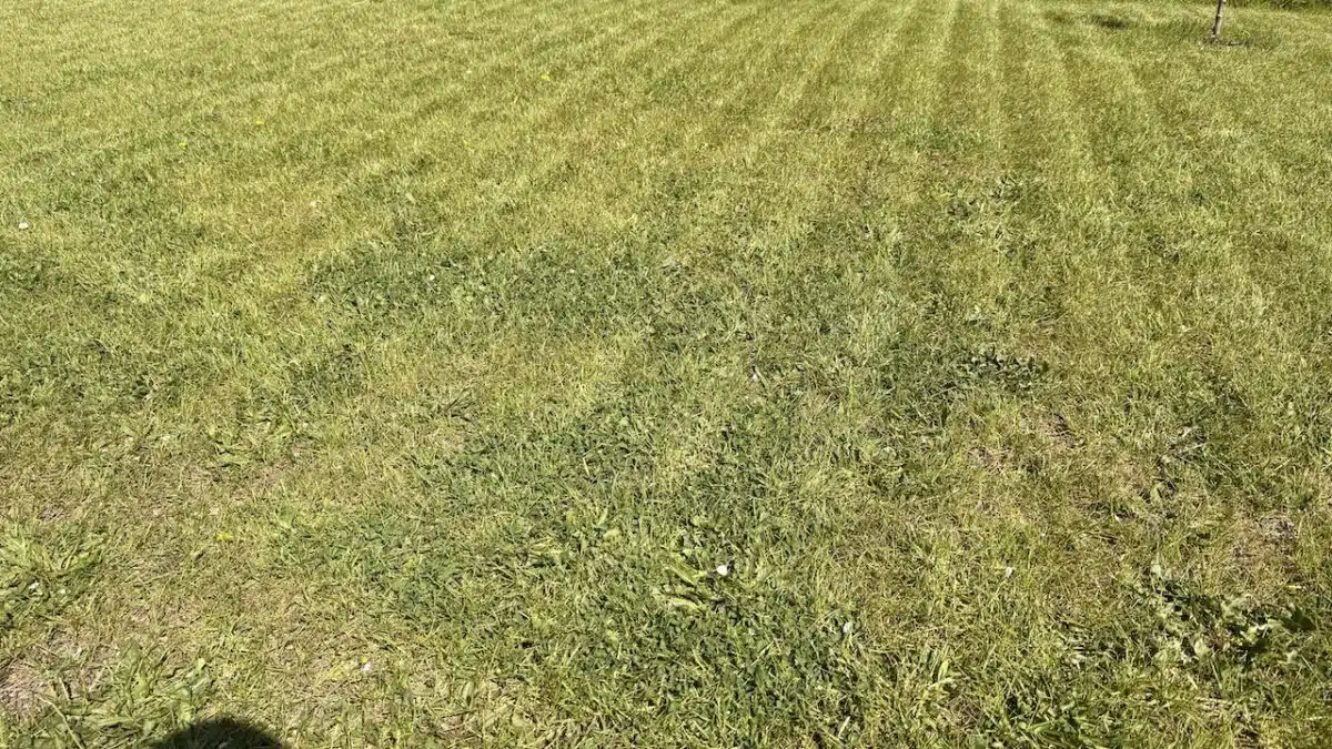 Segway Navimow i206 AWD